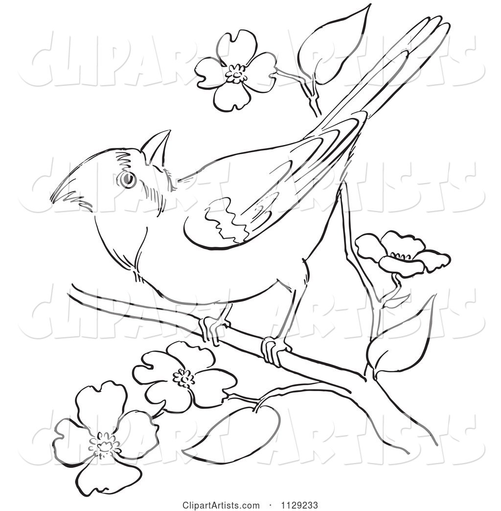 Outlined Cardinal Bird on a Blossom Branch