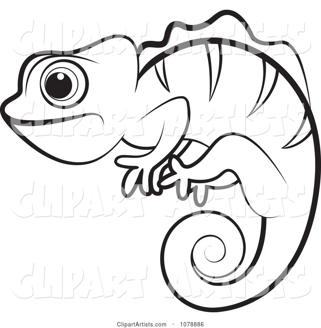 Outlined Chameleon Lizard
