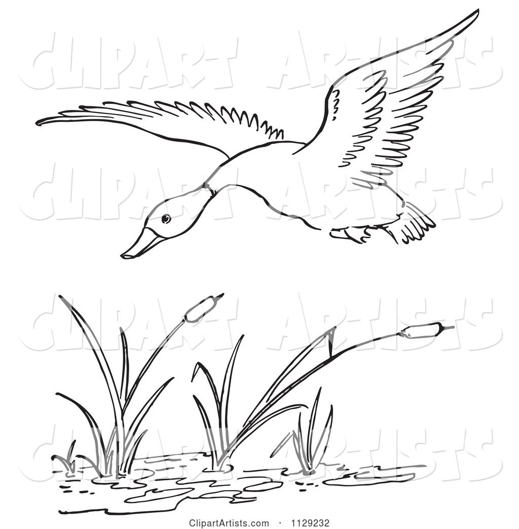 Outlined Duck Flying over Cattails in a Pond
