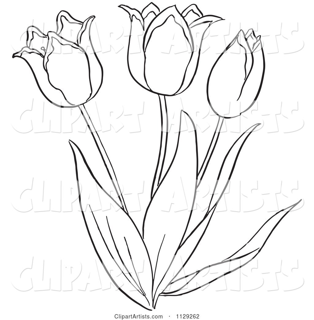 Outlined Tulip Flower Plant