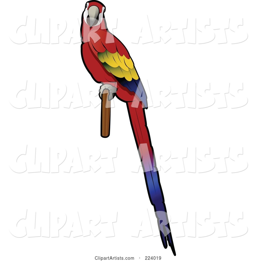 Perched Scarlet Macaw with Its Body in Profile and Face Looking Outwards