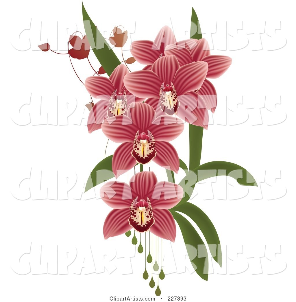 Pink Striped Orchids with Leaves and Drops