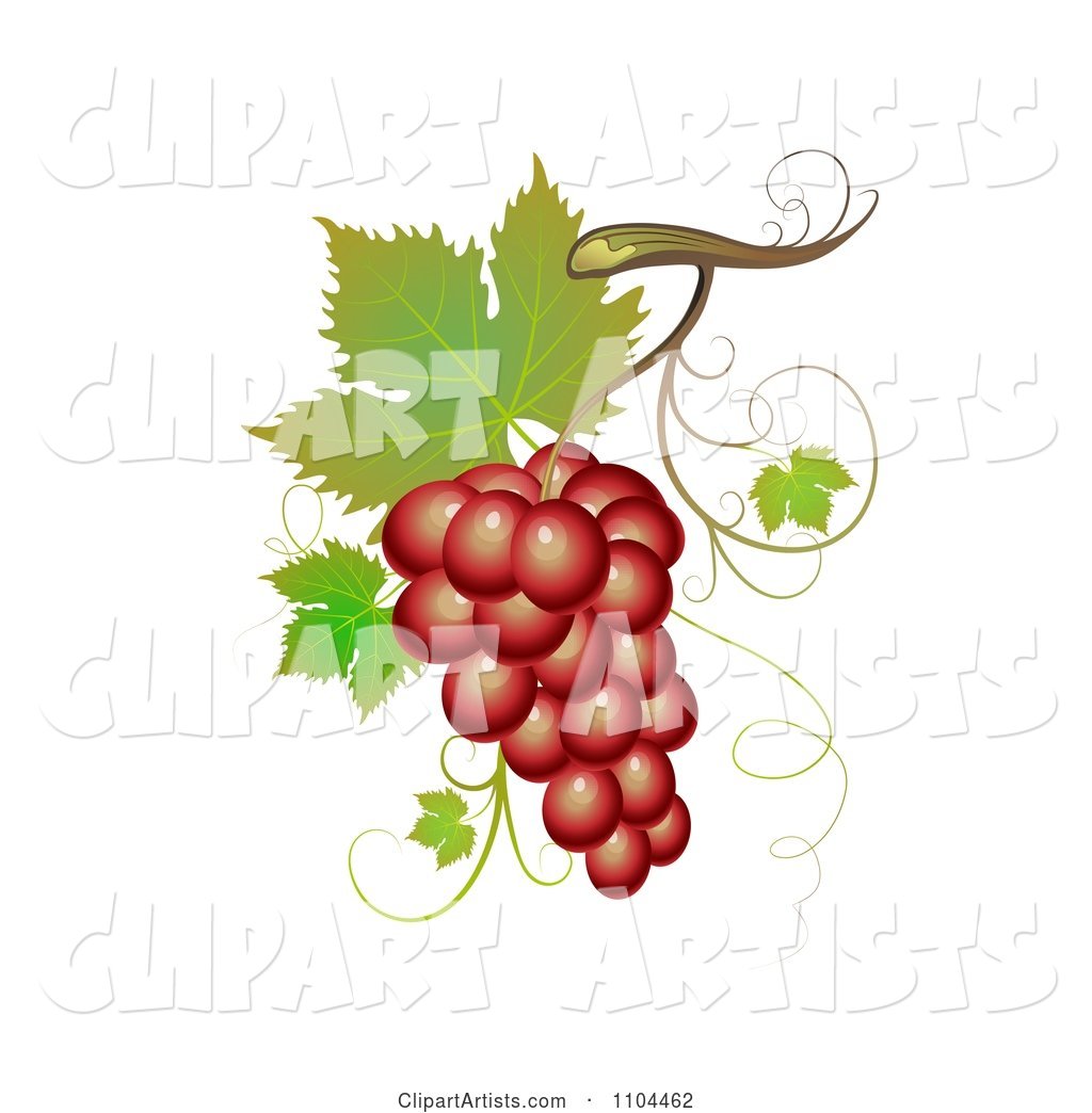 Red Winery Grapes with Leaves and Tendrils