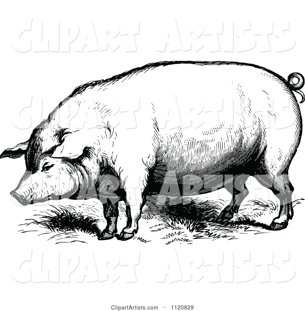 Retro Vintage Black and White Farm Pig