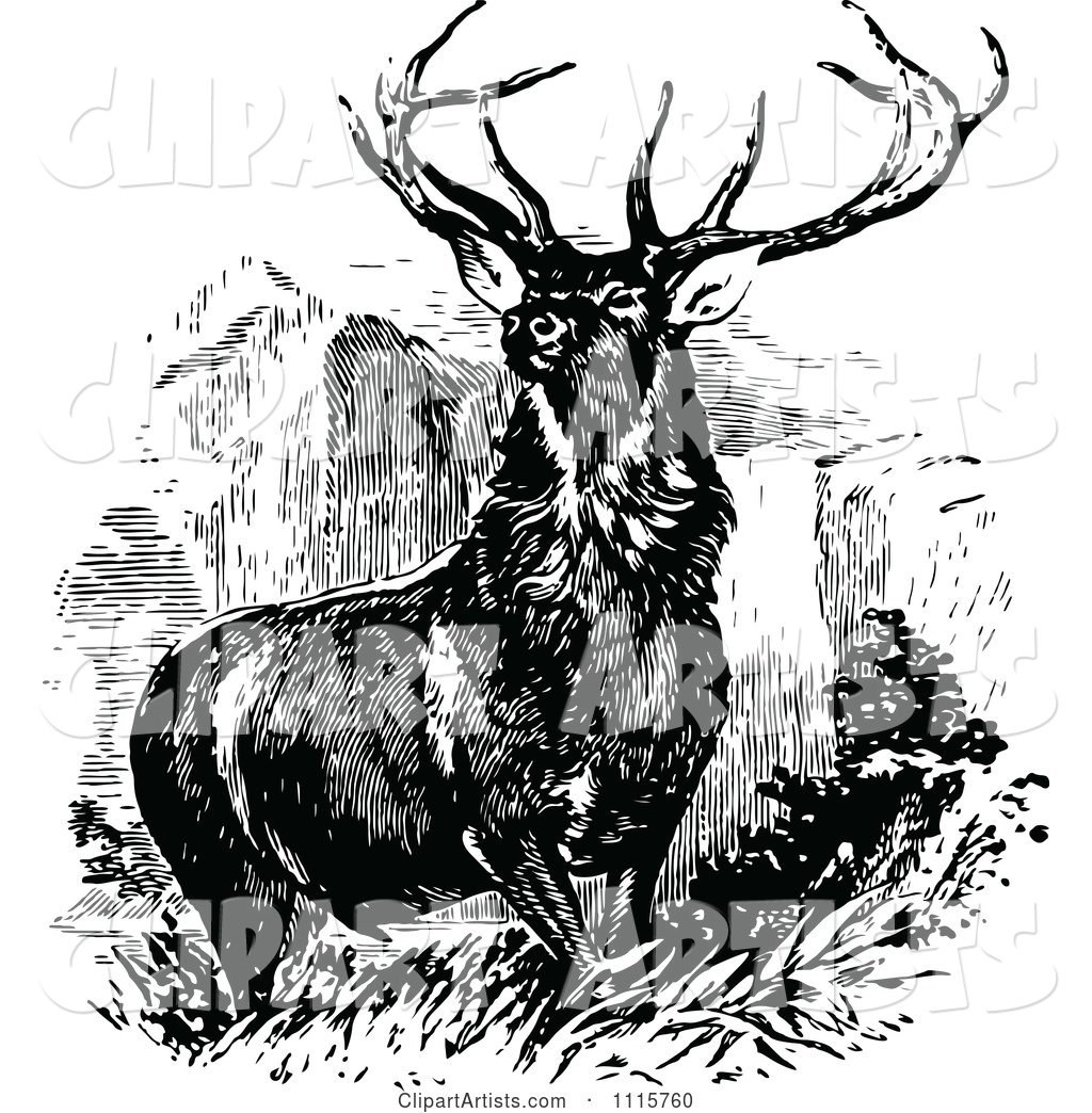 Retro Vintage Black and White Stag Buck Deer with Antlers 1