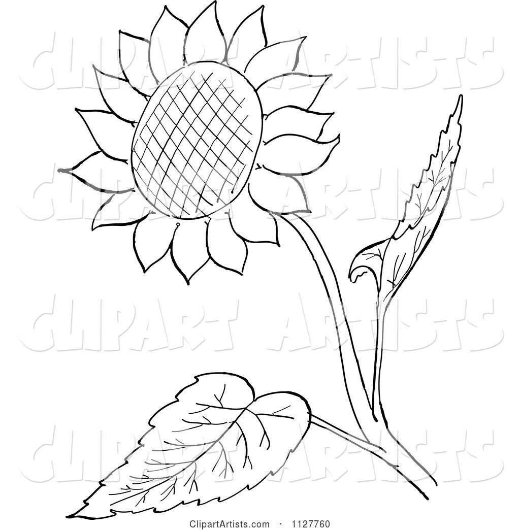 Retro Vintage Black and White Sunflower and Leaves Line Drawing