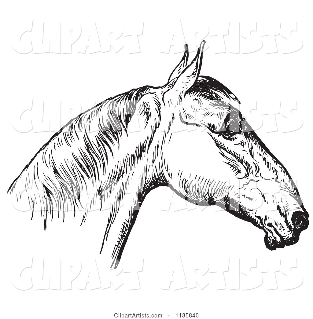 Retro Vintage Engraved Horse Anatomy of a Bad Head in Black and White 4