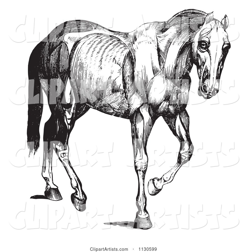 Retro Vintage Engraved Horse Anatomy of Muscular Covering in Black and White