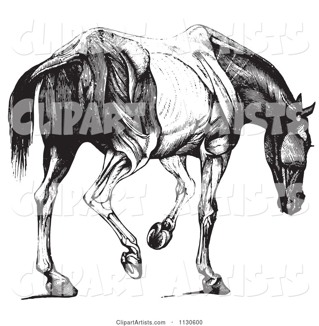 Retro Vintage Engraved Horse Anatomy of Muscular Covering Rear View in Black and White