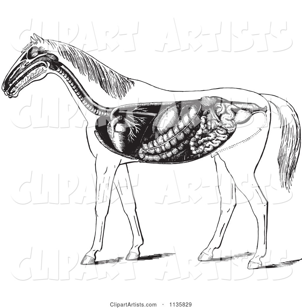 Retro Vintage Engraved Horse Anatomy of the Digestive System in Black and White