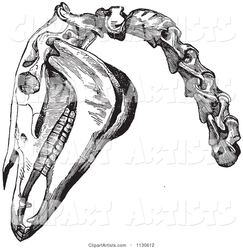 Retro Vintage Engraving of Horse Head and Neck Bones in Black and White