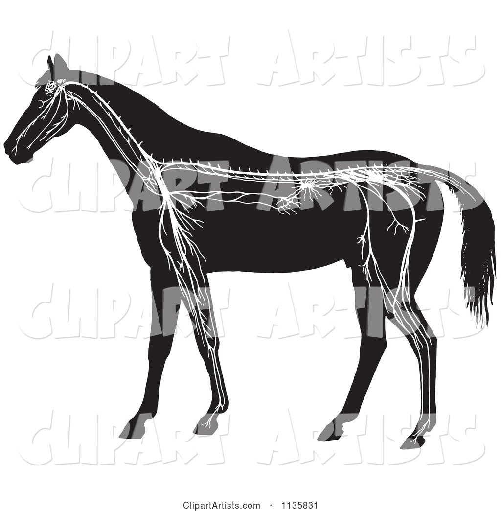 Retro Vintage Horse Anatomy of the Nervous System in Black and White