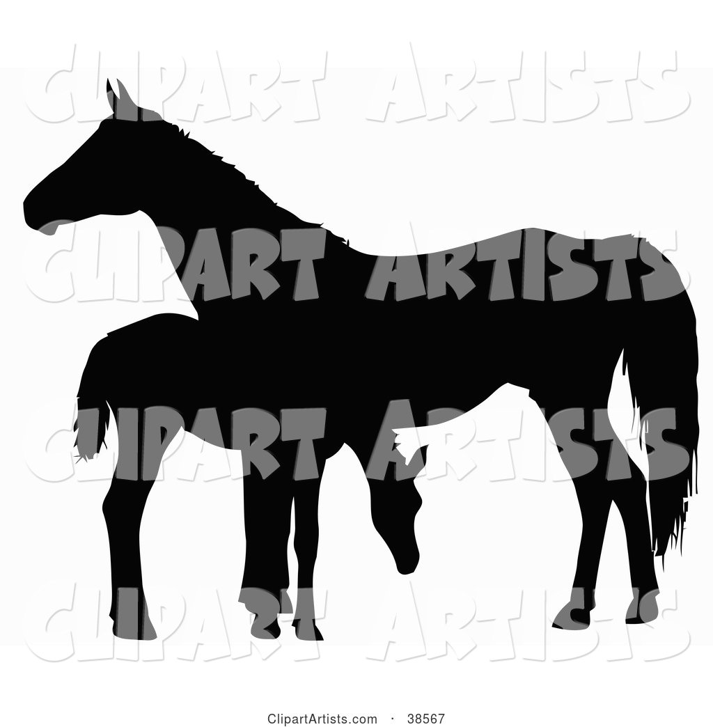 Silhouette of a Foal Grazing by a Horse