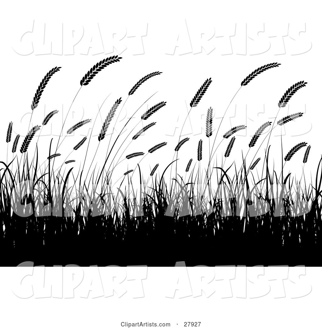 Silhouetted Wheat Grasses Waving in a Crop over a White Background