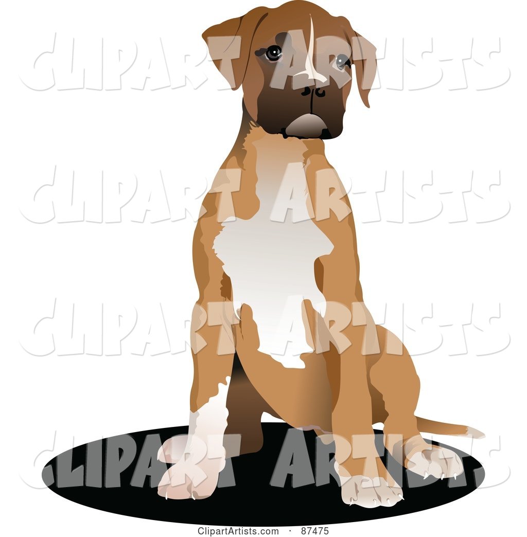 Sitting Boxer Dog Puppy