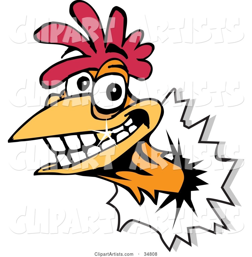 Smiling Rooster with a Gold Tooth, Breaking His Head Through a Wall