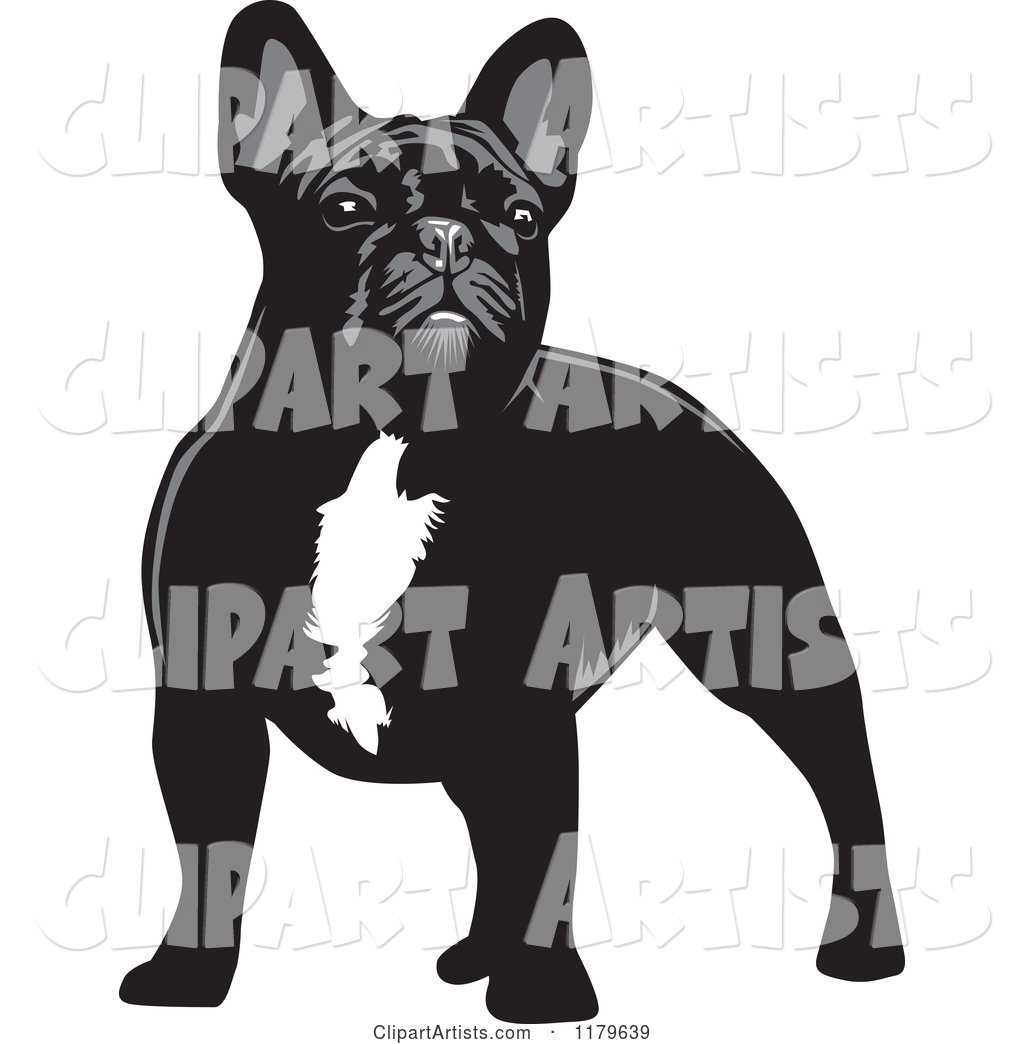 Standing Black and White French Bulldog