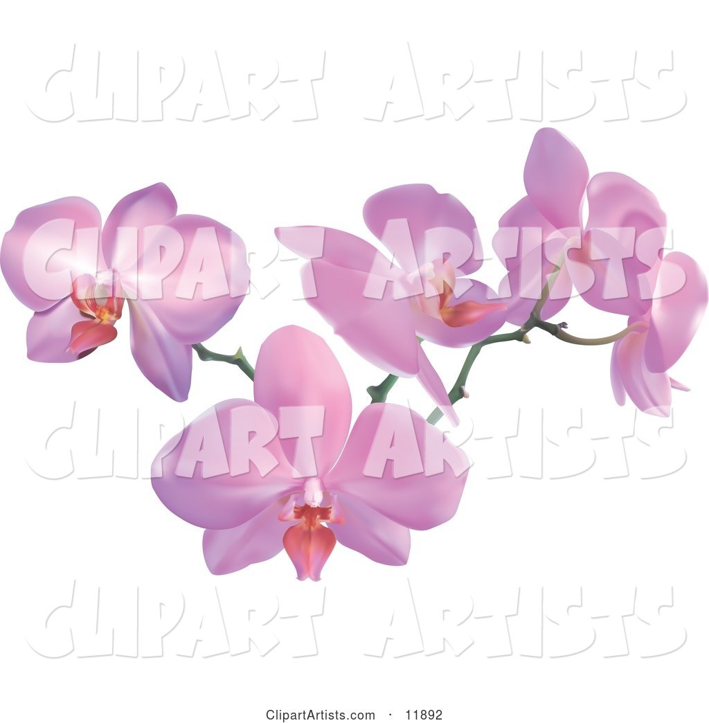 Stem of Pink Orchid Flowers