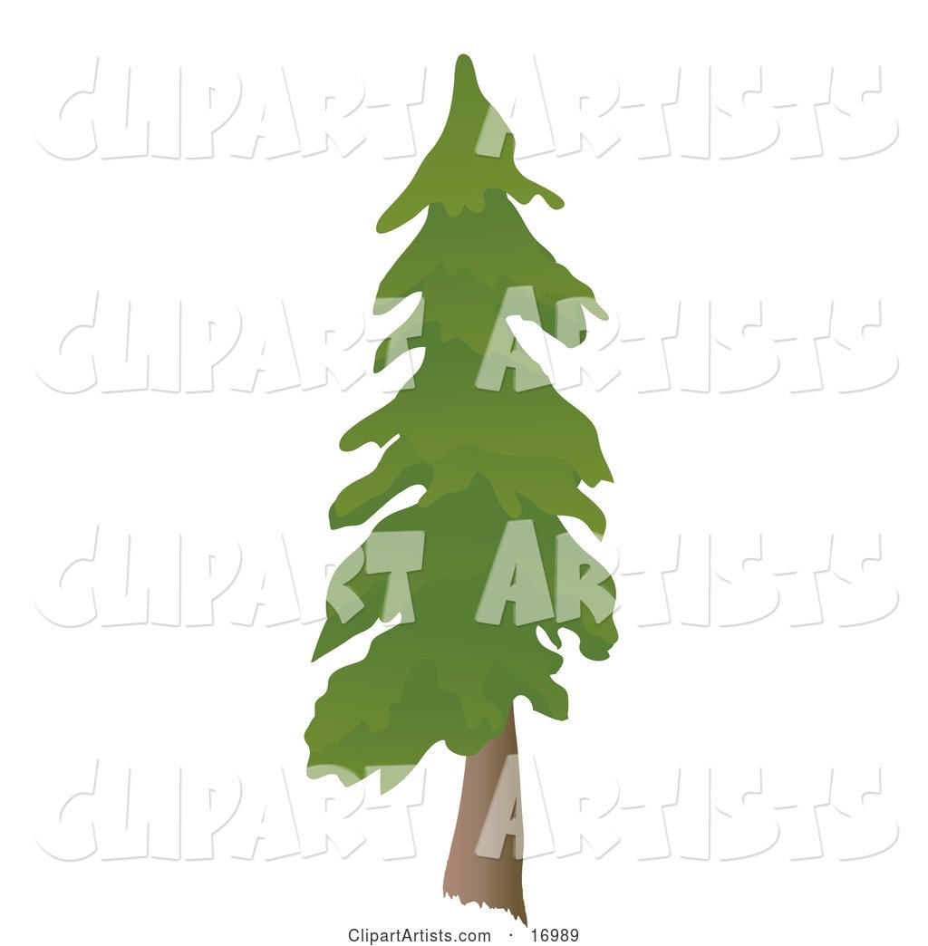 Tall Evergreen Pine Tree