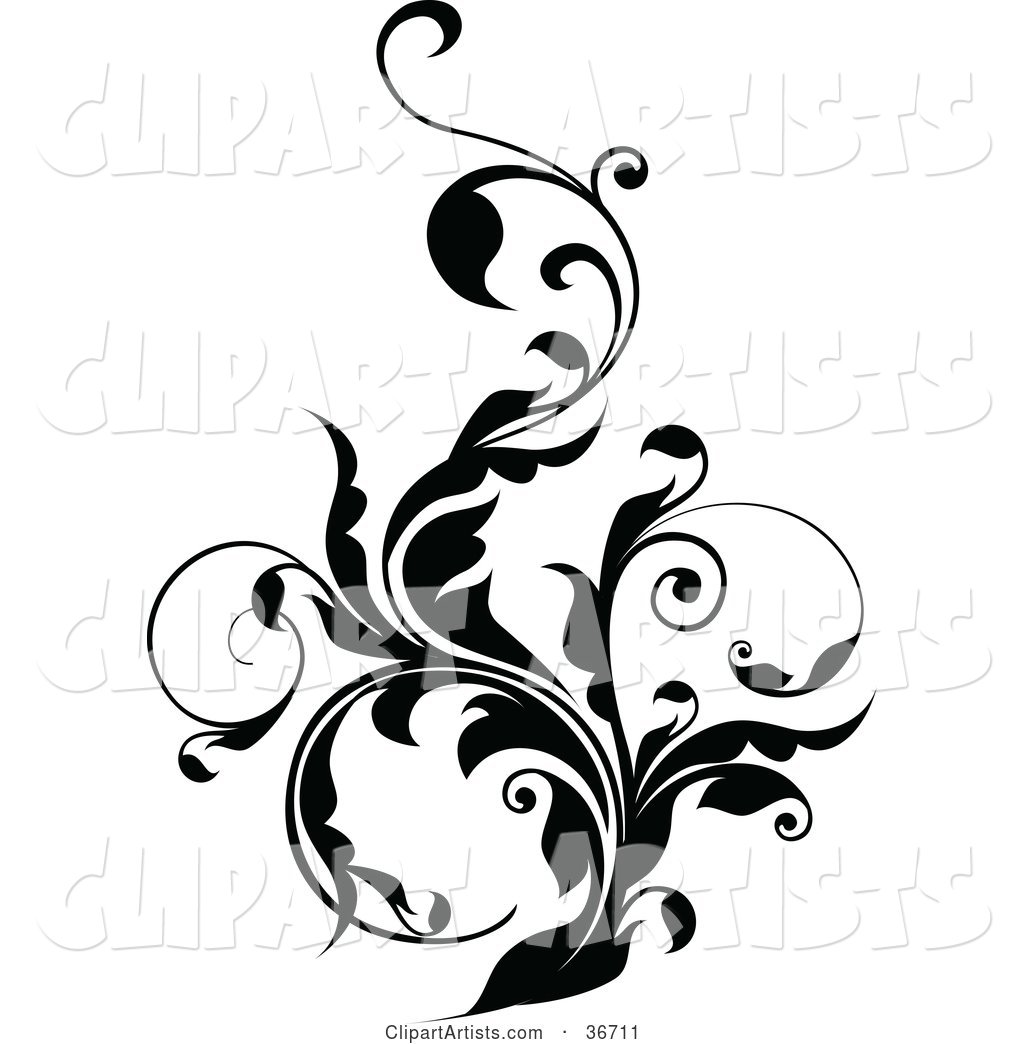 Thick Black Vine Flourish with Curly Tendrils
