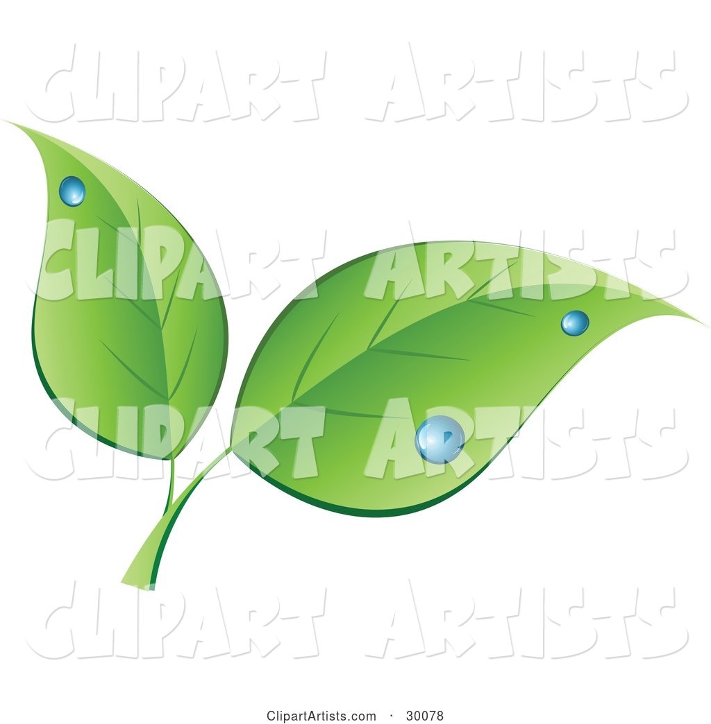 Two Green Leaves with Blue Dew Drops