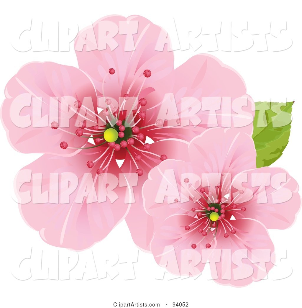 Two Pink Cherry Blossom Flowers with a Green Leaf