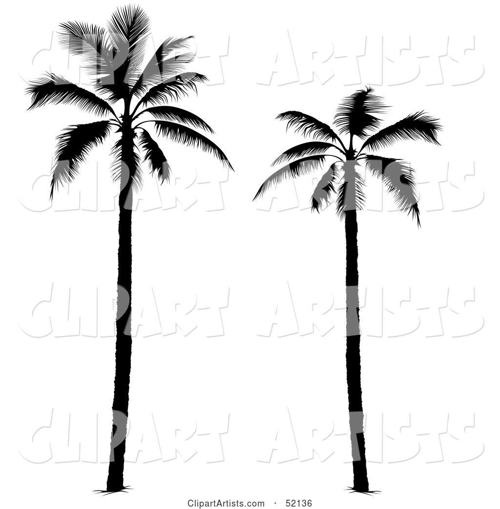 Two Tall Palm Tree Silhouettes