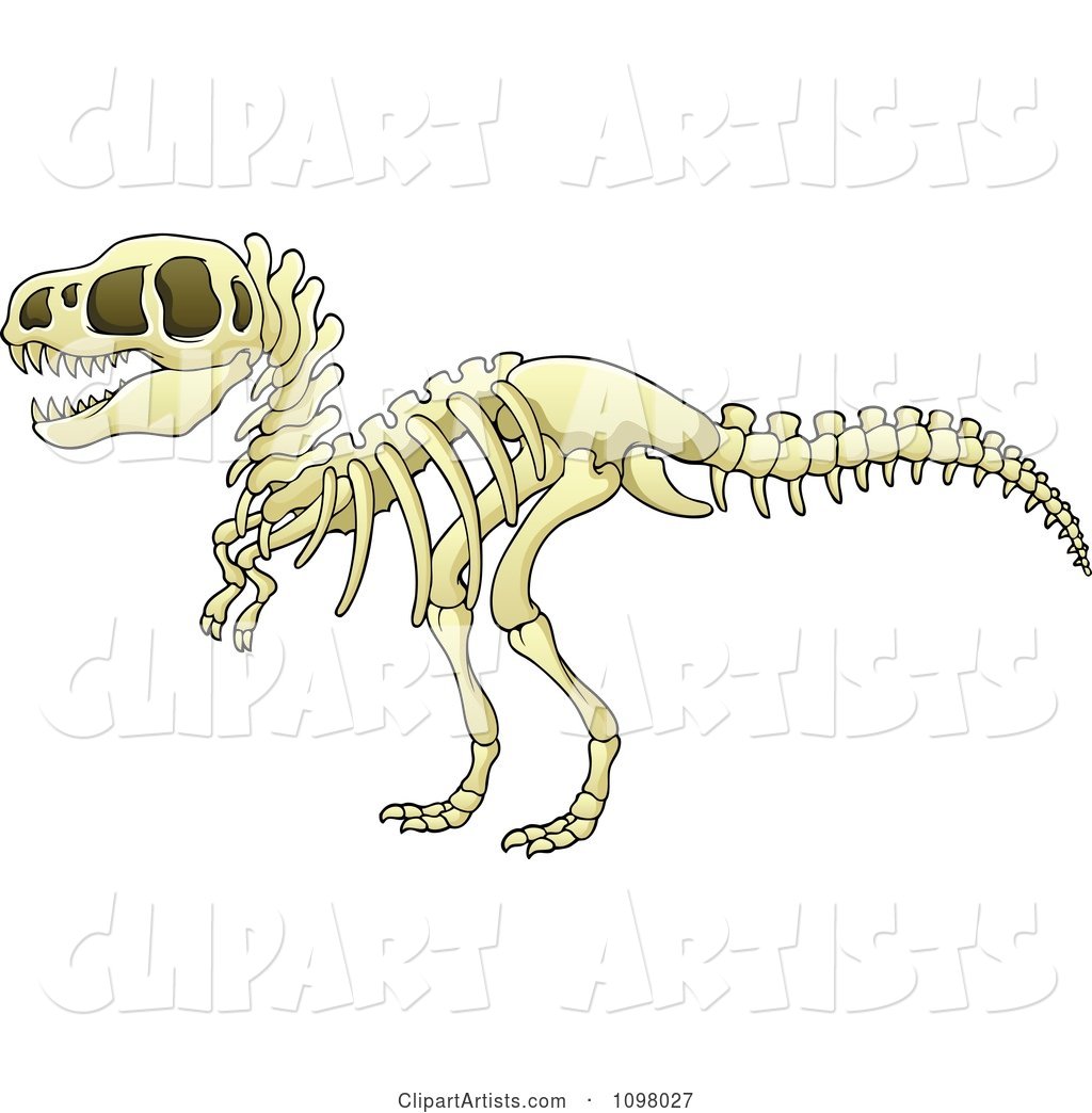 Tyrannosaurus Rex Dinosaur Skeleton