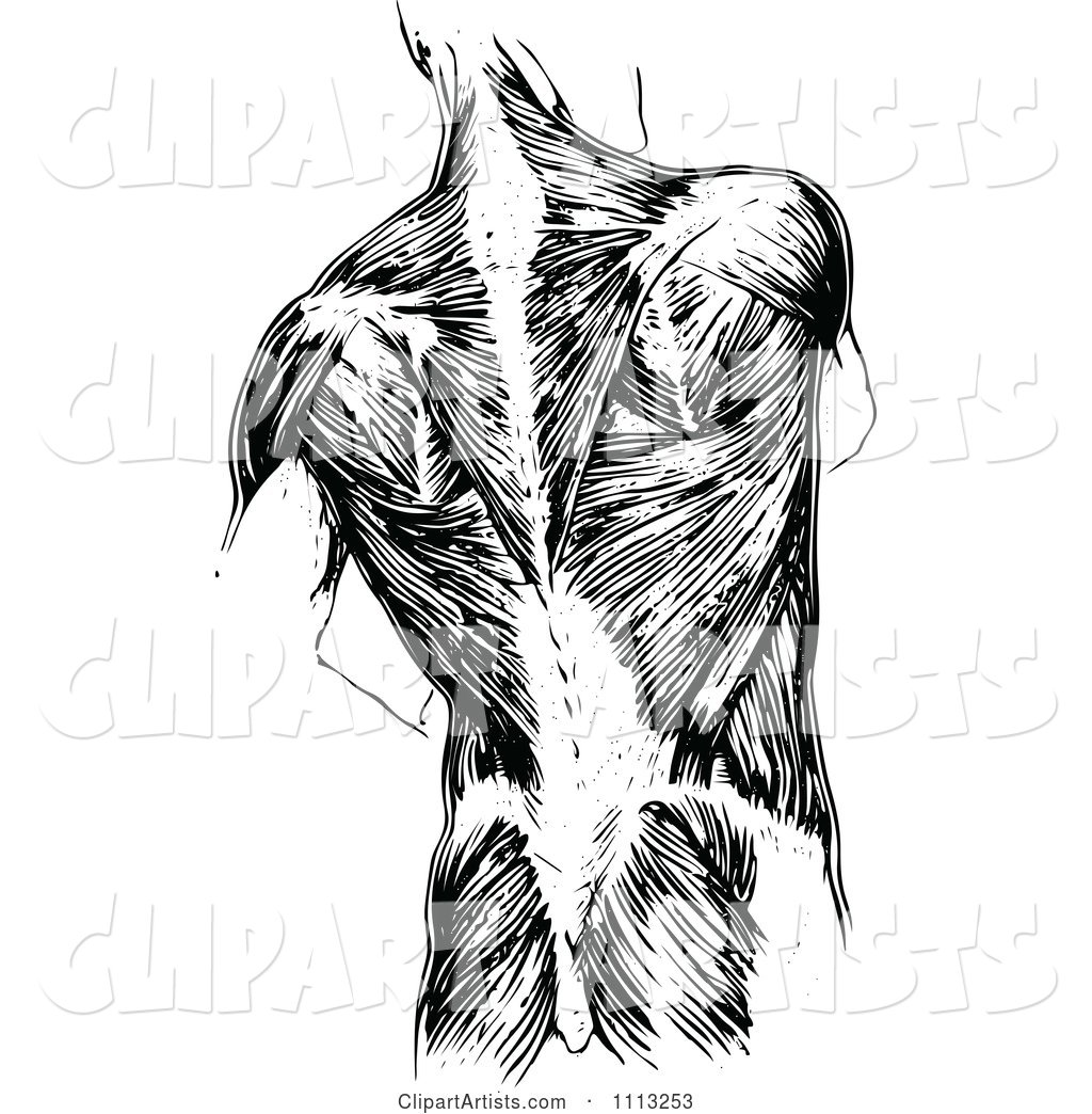 Vintage Black and White Human Anatomy Back with Muscles