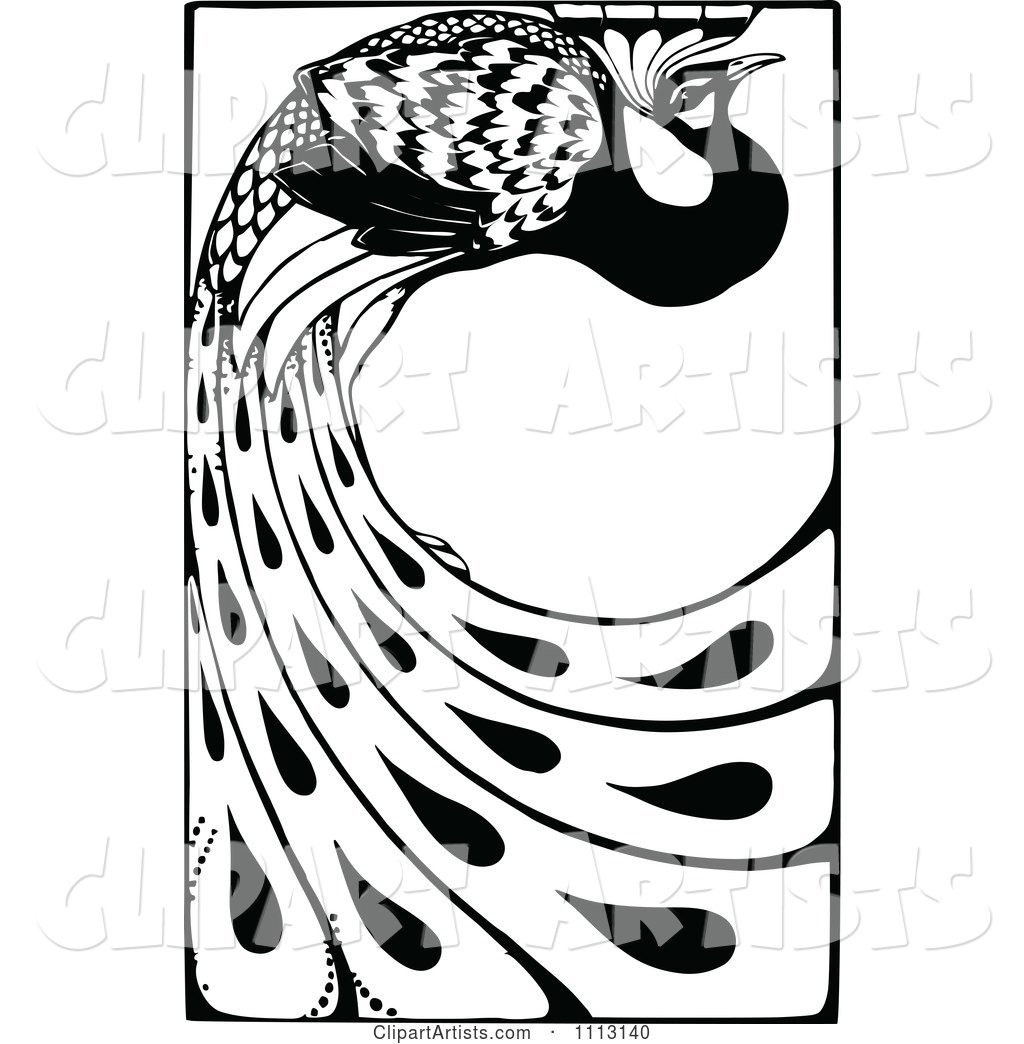 Vintage Black and White Peacock with Long Feathers