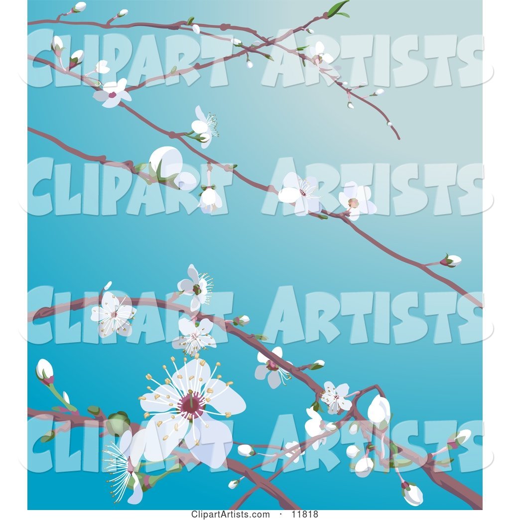 White Cherry Blossoms and Buds on Tree Branches in Spring