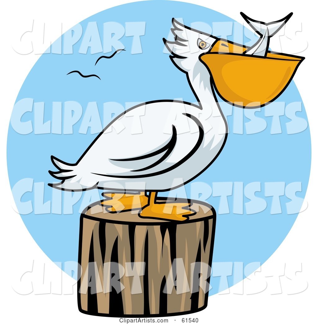 White Pelican Swallowing Fish and Resting on a Stump