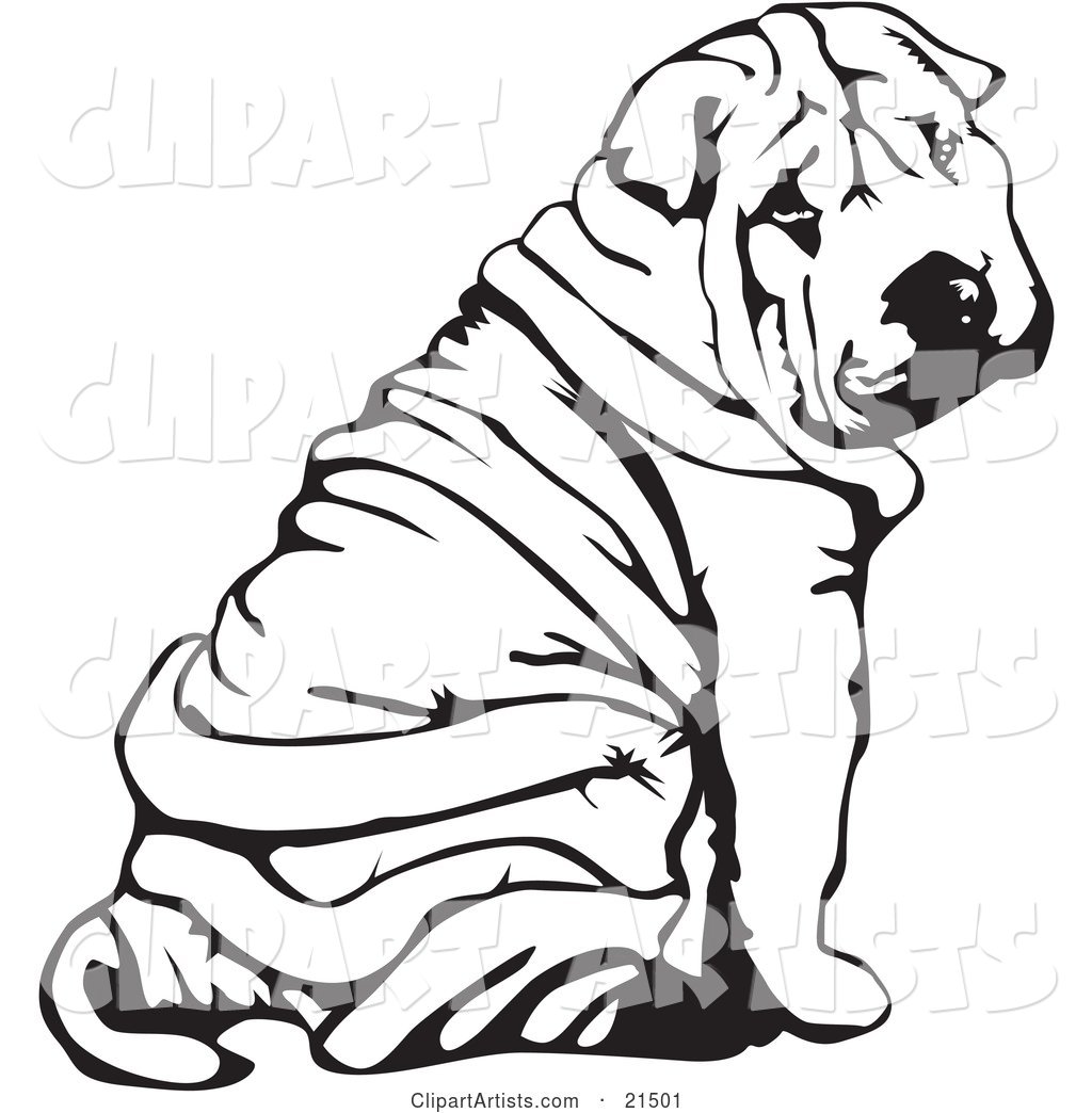 Wrinkled Chinese Shar Pei Dog, Sitting and Looking Back over His Shoulder