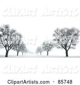 Avenue of Bare Trees in the Snow