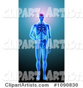 Human Skeleton with Visible Brain Skin and Bones on Blue