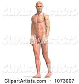 Male Acupressure Acupuncture Chart Body 1