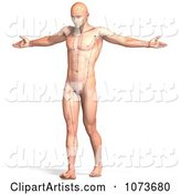 Male Acupressure Acupuncture Chart Body 3
