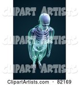 Male Skeleton with Transparent Skin, Aerial View on Dark Blue