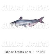 A Blue Catfish (Ictalurus Furcatus)