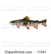 A Brook Trout Fish (Salvelinus Fontinalis)
