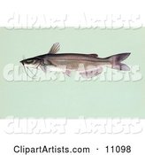 A Channel Catfish (Ictalurus Punctalus)