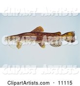 A Flathead Catfish (Pylodictis Olivaris)