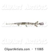 A Longnosed/Longnose Gar Fish (lepisosteus Osseus)