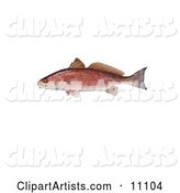 A Red Drum Fish (Sciaenops Ocellata)