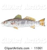 A Spotted Seatrout Fish (Cynoscion Nebulosus)