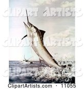 A Striped Marlin Fish Jumping to Bite a Fishing Line