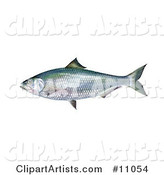 An Alabama Shad Fish (Alosa Alabamae)
