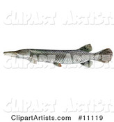 An Alligator Gar Fish (Atractosteus Spathula)