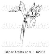 Black and White Iris Flower on a Tall Stem