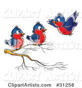 Blue and Red Robin Flying Towards Two Others Perched on a Branch